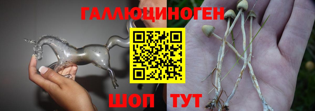 Псилоцибиновые грибы Psilocybine cubensis Реутов